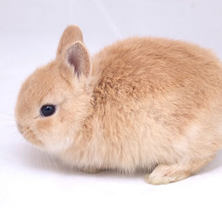 Baby Bunny_edited.jpg